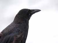 Corneille noire Corvus corone