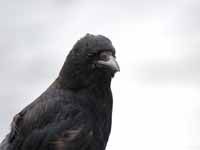 Corneille noire Corvus corone