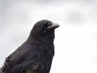 Corneille noire Corvus corone