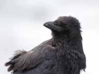 Corneille noire Corvus corone