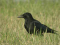 Corneille noire Corvus corone