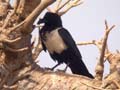 Corbeau pie Corvus albus