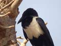 Corbeau pie Corvus albus