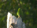 Coryllis vernal Loriculus vernalis