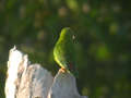 Coryllis vernal Loriculus vernalis