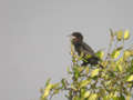 Cormoran de Vieillot Microcarbo niger