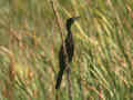 Cormoran de Vieillot Microcarbo niger