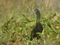 Cormoran de Vieillot Microcarbo niger