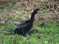 Cormoran de Vieillot Microcarbo niger