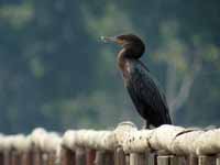 Cormoran vigua Phalacrocorax brasilianus