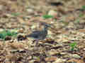 Courlis corlieu Numenius phaeopus