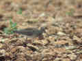 Courlis corlieu Numenius phaeopus