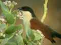 Coucal du Sénégal Centropus senegalensis