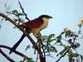 Coucal du Sénégal Centropus senegalensis