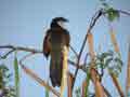 Coucal du Sénégal Centropus senegalensis