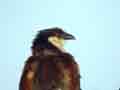 Coucal du Sénégal Centropus senegalensis