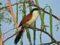 Coucal du Sénégal Centropus senegalensis