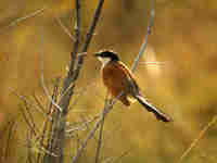 Coucal du Sénégal Centropus senegalensis