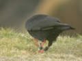 Crave à bec rouge Pyrrhocorax pyrrhocorax