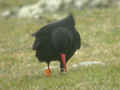 Crave à bec rouge Pyrrhocorax pyrrhocorax