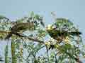 Cratérope brun Turdoides plebejus