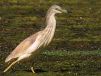 Crabier chevelu Ardeola ralloides