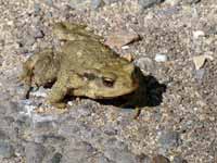 Crapaud  épineux Bufo spinosus