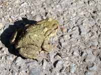 Crapaud  épineux Bufo spinosus