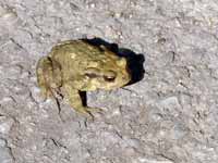 Crapaud  épineux Bufo spinosus