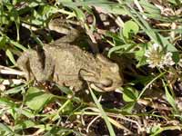 Crapaud  épineux Bufo spinosus