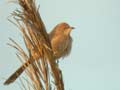 Cratérope fauve Turdoides fulvus