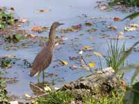 Crabier de Gray Ardeola grayii