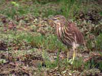 Crabier de Gray Ardeola grayii