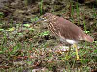 Crabier de Gray Ardeola grayii