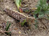 Caloptène ochracé Calliptamus barbarus