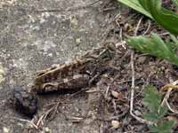 Caloptène ochracé Calliptamus barbarus