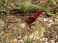 Crocothémis écarlate (Crocothemis erythraea)