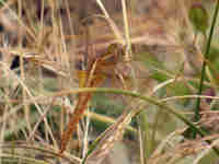 Crocothémis écarlate (Crocothemis erythraea)