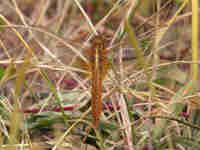 Crocothémis écarlate (Crocothemis erythraea)