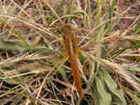 Crocothémis écarlate (Crocothemis erythraea)