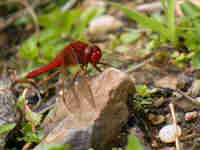 Crocothémis écarlate (Crocothemis erythraea)