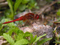 Crocothémis écarlate (Crocothemis erythraea)