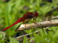 Crocothémis écarlate (Crocothemis erythraea)