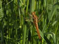 Crocothémis écarlate (Crocothemis erythraea)