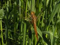 Crocothémis écarlate (Crocothemis erythraea)