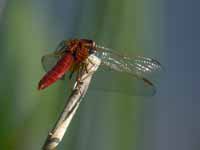 Crocothémis écarlate (Crocothemis erythraea)