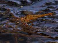 Crocothémis écarlate (Crocothemis erythraea)