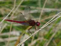 Crocothémis écarlate (Crocothemis erythraea)