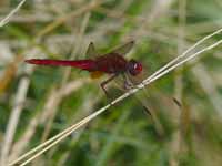 Crocothémis écarlate (Crocothemis erythraea)