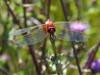 Crocothémis écarlate (Crocothemis erythraea)